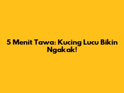5 Menit Tawa: Kucing Lucu Bikin Ngakak!