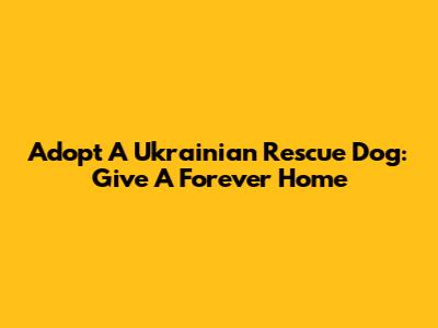 Adopt A Ukrainian Rescue Dog: Give A Forever Home