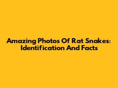 Amazing Photos Of Rat Snakes: Identification And Facts
