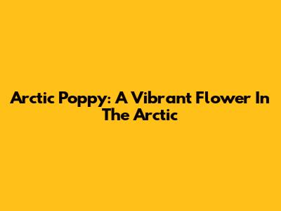Arctic Poppy: A Vibrant Flower In The Arctic