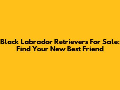 Black Labrador Retrievers For Sale: Find Your New Best Friend