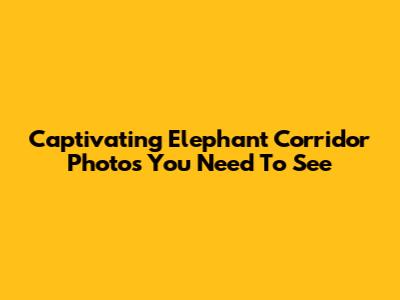 Captivating Elephant Corridor Photos You Need To See