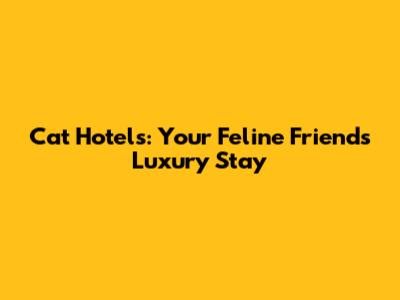 Cat Hotels: Your Feline Friend's Luxury Stay