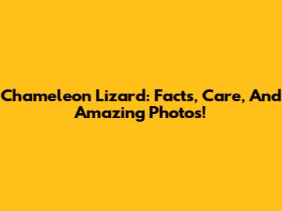 Chameleon Lizard: Facts, Care, And Amazing Photos!