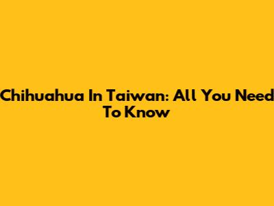 Chihuahua In Taiwan: All You Need To Know