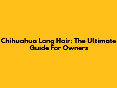 Chihuahua Long Hair: The Ultimate Guide For Owners