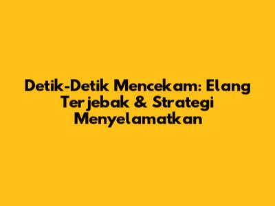Detik-Detik Mencekam: Elang Terjebak & Strategi Menyelamatkan