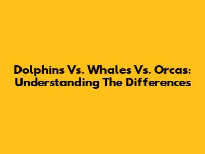 Dolphins Vs. Whales Vs. Orcas: Understanding The Differences