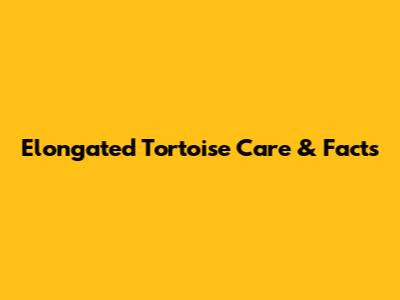Elongated Tortoise Care & Facts