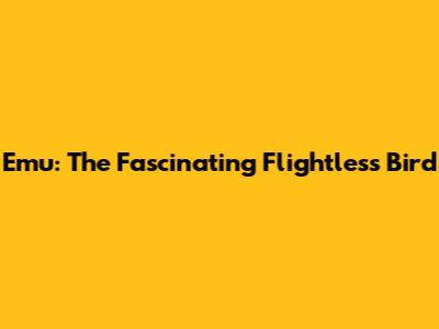 Emu: The Fascinating Flightless Bird