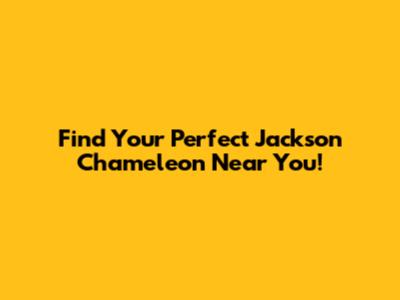 Find Your Perfect Jackson Chameleon Near You!