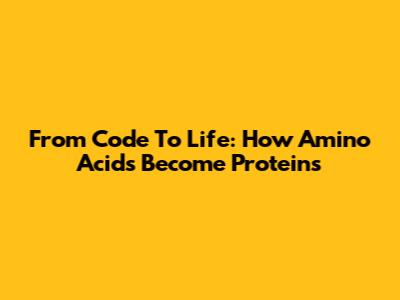 From Code To Life: How Amino Acids Become Proteins