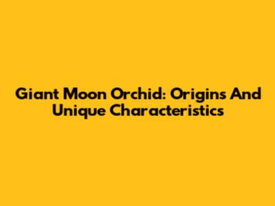 Giant Moon Orchid: Origins And Unique Characteristics