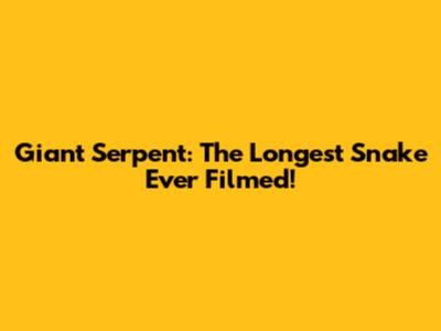 Giant Serpent: The Longest Snake Ever Filmed!
