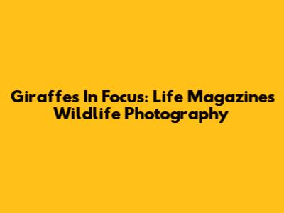 Giraffes In Focus: Life Magazine's Wildlife Photography