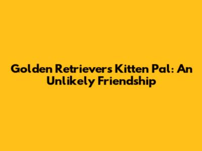 Golden Retriever's Kitten Pal: An Unlikely Friendship