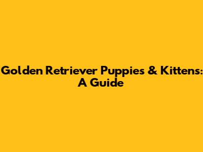 Golden Retriever Puppies & Kittens: A Guide