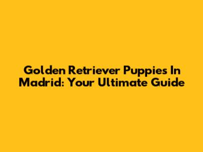 Golden Retriever Puppies In Madrid: Your Ultimate Guide