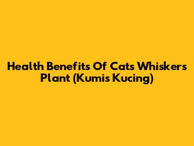 Health Benefits Of Cat's Whiskers Plant (Kumis Kucing)