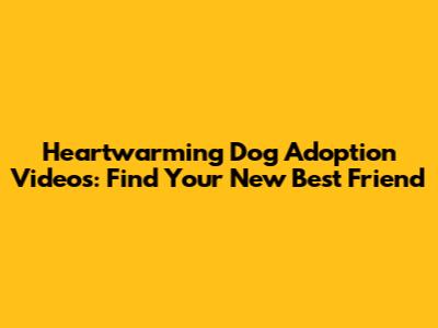 Heartwarming Dog Adoption Videos: Find Your New Best Friend