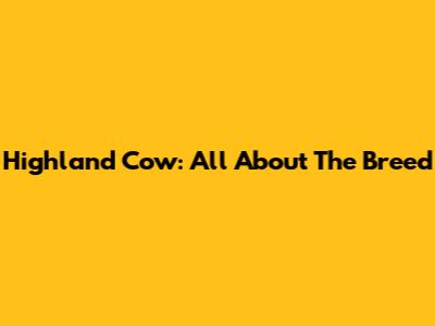 Highland Cow: All About The Breed