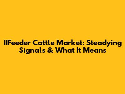 IIFeeder Cattle Market: Steadying Signals & What It Means