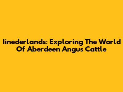 Iinederlands: Exploring The World Of Aberdeen Angus Cattle