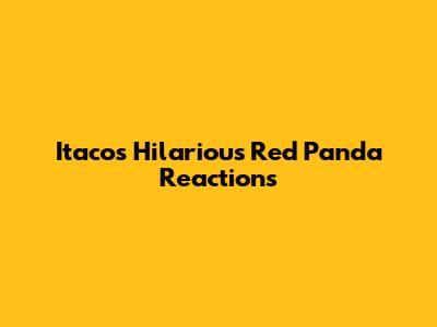 Itaco's Hilarious Red Panda Reactions