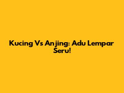 Kucing Vs Anjing: Adu Lempar Seru!