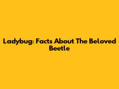 Ladybug: Facts About The Beloved Beetle