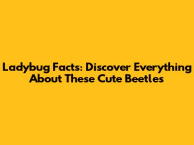 Ladybug Facts: Discover Everything About These Cute Beetles