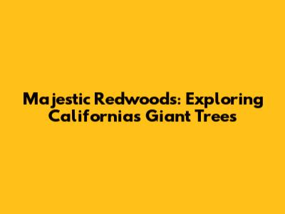 Majestic Redwoods: Exploring California's Giant Trees