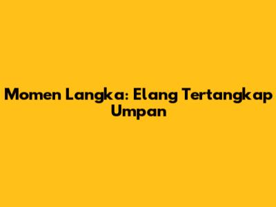 Momen Langka: Elang Tertangkap Umpan