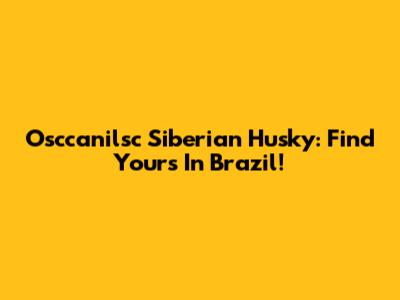 Osccanilsc Siberian Husky: Find Yours In Brazil!