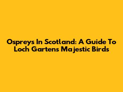 Ospreys In Scotland: A Guide To Loch Garten's Majestic Birds