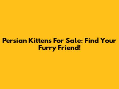 Persian Kittens For Sale: Find Your Furry Friend!