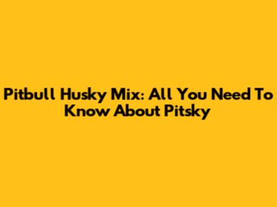 Pitbull Husky Mix: All You Need To Know About Pitsky