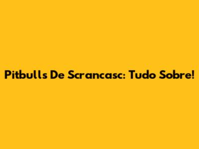 Pitbulls De Scrancasc: Tudo Sobre!
