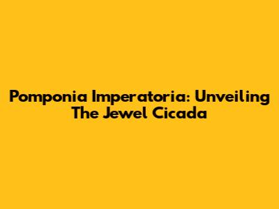 Pomponia Imperatoria: Unveiling The Jewel Cicada