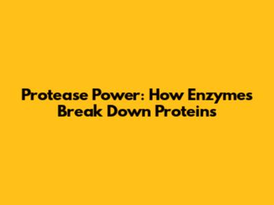 Protease Power: How Enzymes Break Down Proteins