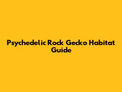Psychedelic Rock Gecko Habitat Guide