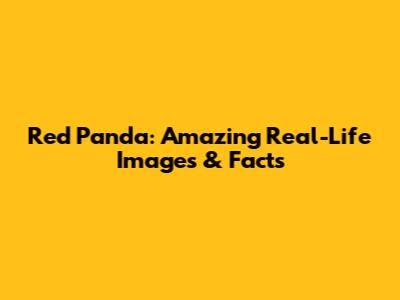 Red Panda: Amazing Real-Life Images & Facts