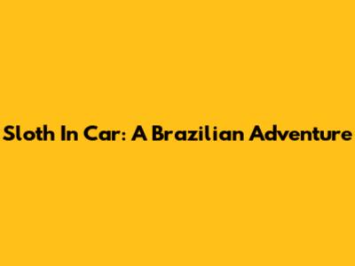 Sloth In Car: A Brazilian Adventure