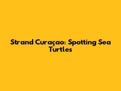 Strand Curaçao: Spotting Sea Turtles