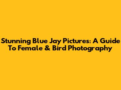 Stunning Blue Jay Pictures: A Guide To Female & Bird Photography