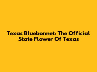 Texas Bluebonnet: The Official State Flower Of Texas