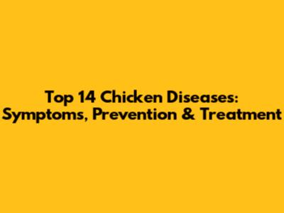 Top 14 Chicken Diseases: Symptoms, Prevention & Treatment