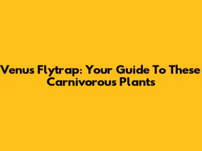 Venus Flytrap: Your Guide To These Carnivorous Plants
