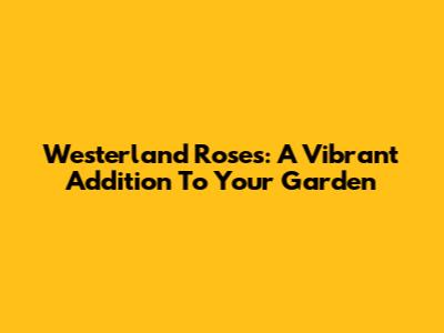 Westerland Roses: A Vibrant Addition To Your Garden